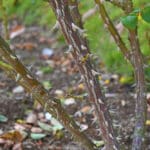 草刈りの時に注意するべき草