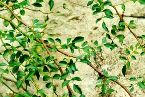 茨（イバラ）